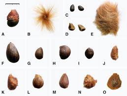 Image result for Cienfuegosia gerrardii