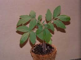 The interior can be a reddish green, bursting with flavor. Tomato Seedling Rivalry Veggie Gardening Tips