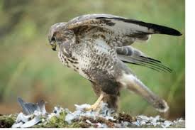 De buizerd heeft een zeer variabel gekleurd verenkleed, dat meestal bruin is met kleine, witte vlekken. Broedende Buizerds Vallen Joggers Aan Maar Een Kledingstuk Het Nieuwsblad Mobile