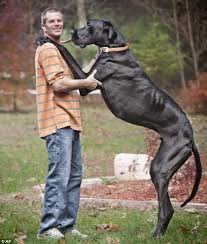 Is That A Dog Or A Pony Owner Of Zeus The World S Tallest Dog Says Her Giant Canine Is So Big Children Thinks He Is A Horse Tallest Dog World S Tallest