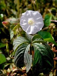 Image result for Merremia