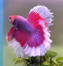 Common Betta Fish Diseases Beautiful Fish Siamese Fighting Fish Betta