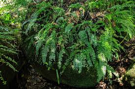 Image result for Asplenium dregeanum