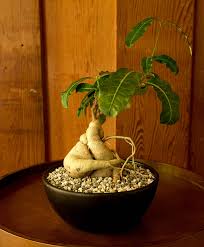 Image result for Raphionacme