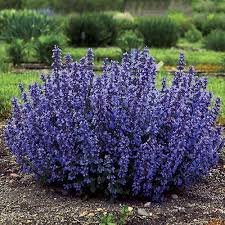 Nepeta Cat S Pajamas Zones 3 8 Flower Landscape Garden Shrubs Plants
