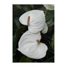 White Anthurium Flowers Floral Photographic Acrylic Print Zazzle Com Anthurium Flower Anthurium Floral Photography Nature