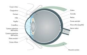 L'occhio con tutte le sue strutture è paragonabile a una macchina fotografica dove le due lenti, cornea e cristallino, rappresentano il sistema ottico. Cos E La Miopia Come Guarire