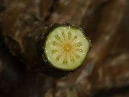 Image result for Tinospora orophila