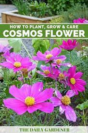 Pin On Plants Flowers