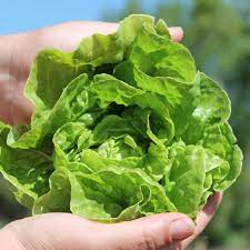 Check spelling or type a new query. Deaflora Salat Tom Thumb Samen