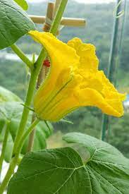 With a unique burst of flavours, these edible flowers provide colours to a variety of dishes like soups, salads and even beverages; 5 Reasons Your Pumpkin Vine Isn T Blooming Gardener S Path