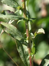 Image result for Solidago simplex