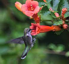 The females and the young usually follow about two. Plants For Birds A Growing Effort Audubon Florida