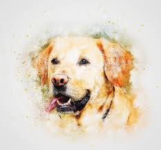 Turn your beloved pet photo into an oil painting that looks amazing on your wall! Pet Portraits Pet Portrait Artist Dog Portraits Cat Portraits Animal Portrait Artist