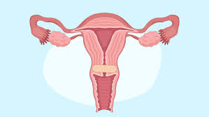 Image result for cervix position