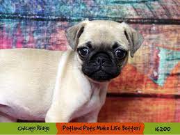 3 month old 🃏 ️gorgeous french bulldog puppies🃏 ️ (chl > chillicothe, oh) pic hide this posting restore restore this posting favorite this post jul 28 Pug Puppies Petland Chicago Ridge