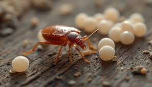 Image result for bed bugs eggs