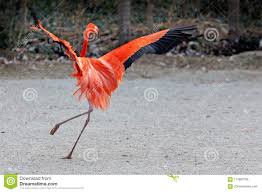Image result for dancing flamingo