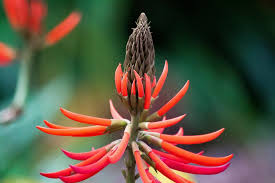 Image result for Erythrina baumii