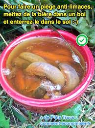 Utilisez le aussi dans vos formules. Comment Se Debarrasser Des Limaces Le Piege A La Biere Naturel Efficace