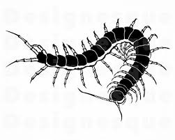 Centipede Svg Insect Svg Bug Svg Centipede Clipart Etsy Body Art Tattoos Centipede Aesthetic Tattoo