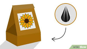 Panah merah benih bunga matahari helianthus chocosun. Cara Menanam Bunga Matahari Di Pot 12 Langkah Dengan Gambar