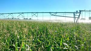 Johnson Taber Corn
