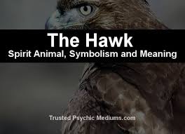The Hawk Spirit Animal A Complete Guide To Meaning And Symbolism