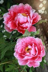 Gerbera belongs to the daisy family and therefore assumes the symbolism associated with the daisy. 50 Flowers With Surprising Meanings Meanings Of Flowers