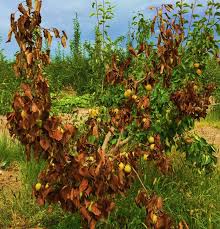 Antibiotic resistance there is also concern that transgenic plants growing in the field will transfer their antibiotic resistance genes to soil. New Study Explains Antibiotic Resistance In Apple Pear Disease Eurekalert Science News