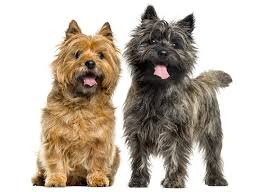 Image result for cairn teriér