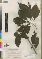 Image result for Achyrospermum carvalhoi