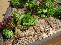 Now, back to the subject at hand. Vegetable Garden Design How To Plant Your Veggie Patch