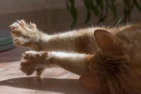 Why Do My Cat S Claws Shed