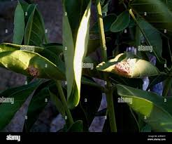 Image result for Pavetta gardeniifolia