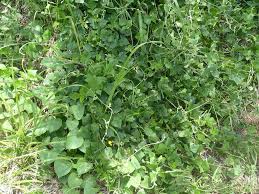 Image result for Rhynchosia caribaea