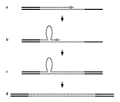 Unstable Triplet Repeat Diseases Circulation