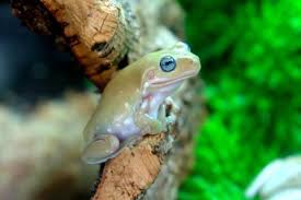 Maybe you would like to learn more about one of these? Medium Blue Eyed Australian Whites Tree Frogs For Sale
