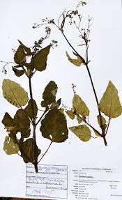 Image result for Boerhavia erecta