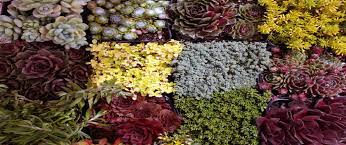 I have bought products from half moon bay shop and all he products are high quality. Half Moon Bay Nurseries