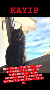 Ankara Kayip Kedi Iletisim 0553 706 54 Haysev Dernegi Hayvan Severler Facebook