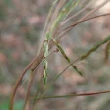 Image result for Hyparrhenia quarrei