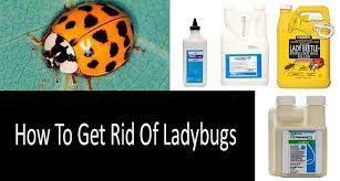 How To Get Rid Of Ladybugs Top 7 Traps And Killers Ladybug Lady Beetle Asian Beetle