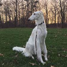 But they make surprisingly docile pets in the home. Lapsha On Instagram Noodles And Sunsets Borzoi Borzoisofinstagram Longdoggosclub Onlylongdoggos Sighthounds Windhund Ru Big Puppies Borzoi Animals