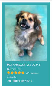 Pictures of dogs and cats who need a home. Pet Angels Rescue Of Oklahoma