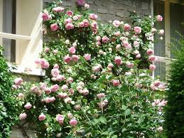 New dawn rose, the most favorite rose especially in united states is soft pink flowering plant with delicate rose clusters that gives repeating flower. Kletter Rose New Dawn Kaufen Online Bestellen 17 99