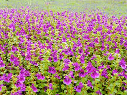 Fun & Info @ Keralites.net