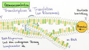 We did not find results for: Was Ist Die Proteinbiosynthese Erklarung Beispiele