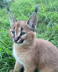 See more ideas about caracal, caracal kittens, caracal cat. Aurora Borealis Observatory Kora The Caracal Kitten Has Perfected Her Ear Flick Facebook