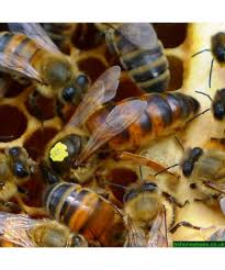 Queen bee manhwa also known as (aka) queen bee (andrew) ; Buckfast Queen 2021 Next Day Postage When Ordered Before 8am